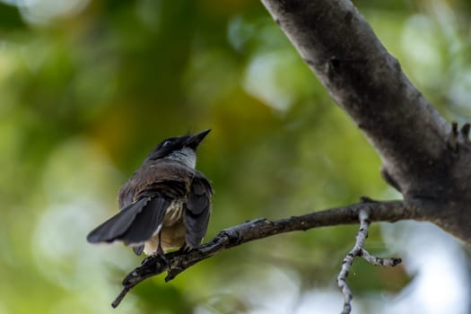 Bird (Pied Fantail Flycatcher, Rhipidura javanica) black color perched on a tree in the garden