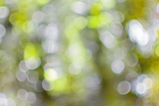 Green abstract bokeh background by blur or defocused at green leaf of plant and sun light in nature use for background or wallpaper in nature or christmas concept