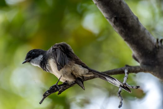 Bird (Pied Fantail Flycatcher, Rhipidura javanica) black color perched on a tree in the garden