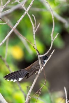 Bird (Pied Fantail Flycatcher, Rhipidura javanica) black color perched on a tree in the garden