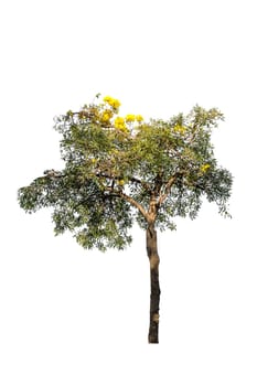 Tree green color isolated on white background