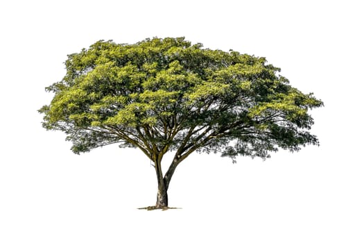 Tree green color isolated on white background