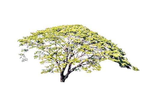 Tree green color isolated on white background