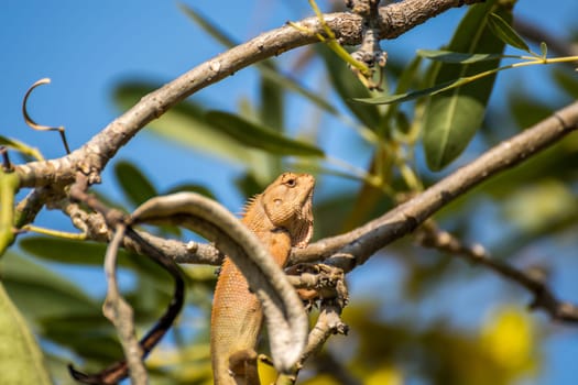 Lizard (Oriental garden lizard, Eastern garden lizard, Changeable lizard, Calotes mystaceus, Calotes versicolor, Agamidae, Agamid lizard) red and brown color on a tree in the garden