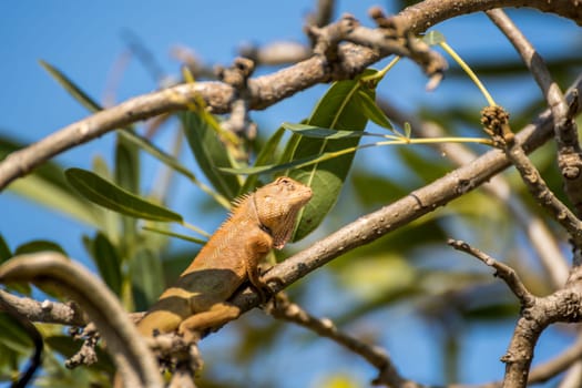 Lizard (Oriental garden lizard, Eastern garden lizard, Changeable lizard, Calotes mystaceus, Calotes versicolor, Agamidae, Agamid lizard) red and brown color on a tree in the garden