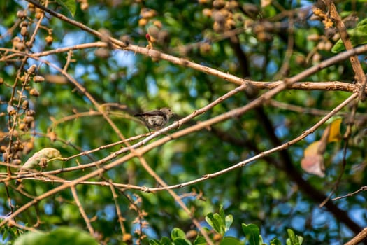 Bird (Scarlet-backed Flowerpecker, Dicaeum cruentatum) female olive green and red color perched on a tree in the garden