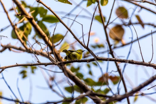 Bird (Common Iora, Aegithina tiphia) yellow color perched on a tree in the garden
