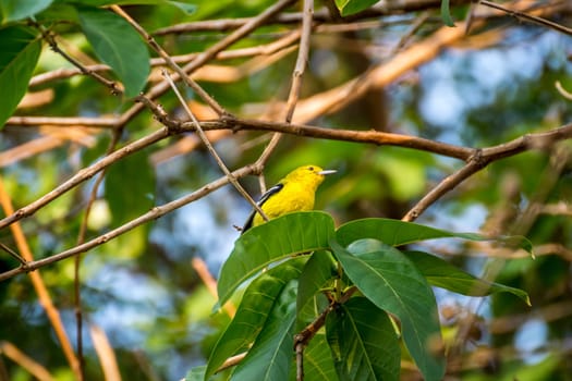 Bird (Common Iora, Aegithina tiphia) yellow color perched on a tree in the garden