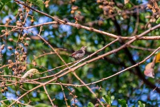 Bird (Scarlet-backed Flowerpecker, Dicaeum cruentatum) female olive green and red color perched on a tree in the garden