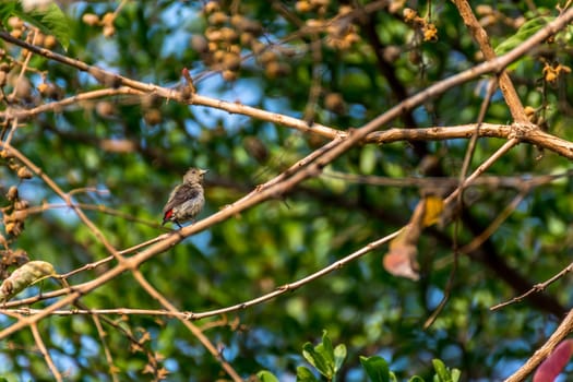 Bird (Scarlet-backed Flowerpecker, Dicaeum cruentatum) female olive green and red color perched on a tree in the garden