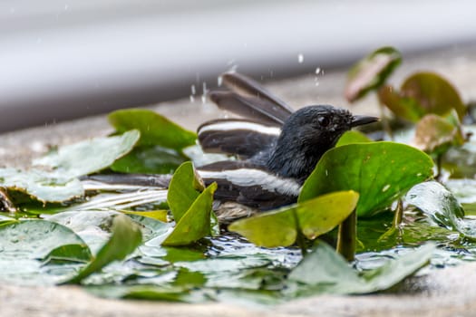 Bird (Oriental magpie-robin or Copsychus saularis) male black and white color bath in puddle in the garden