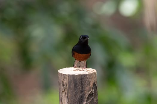Bird (White-rumped shama or Copsychus malabaricus) male are glossy black with a chestnut belly and white feathers on the rump and outer tail perched on a tree in the garden