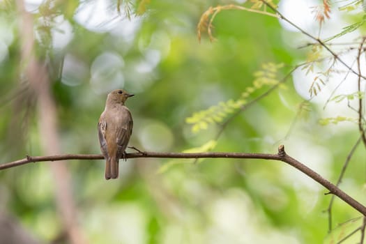 Bird (Blue-and-white Flycatcher, Japanese Flycatcher) female brown color perched on a tree in the garden risk of extinction