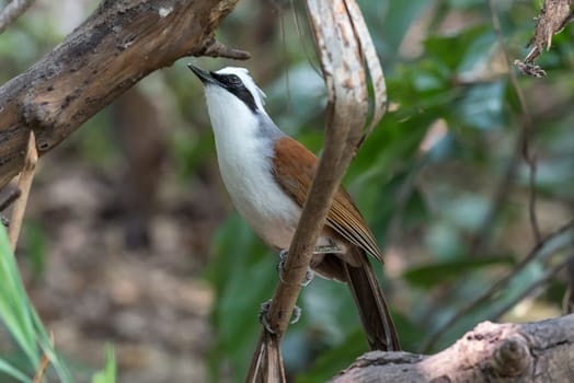 Bird (White-crested Laughingthrush, Garrulax leucolophus) brown and white and the black mask perched on a tree in the garden