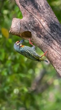 Bird (Coppersmith barbet, Crimson-breasted barbet, Coppersmith, Megalaima haemacephala) yellow, green and red color perched at hollow tree trunk in a nature wild