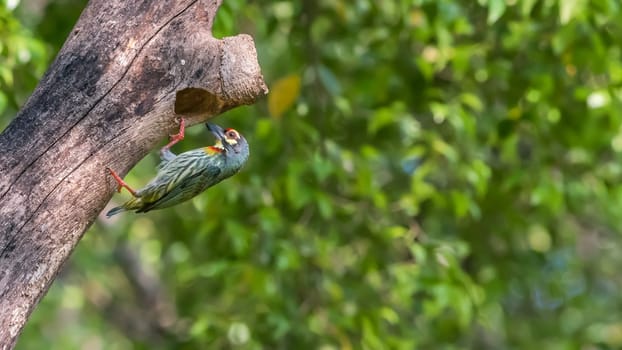 Bird (Coppersmith barbet, Crimson-breasted barbet, Coppersmith, Megalaima haemacephala) yellow, green and red color perched at hollow tree trunk in a nature wild