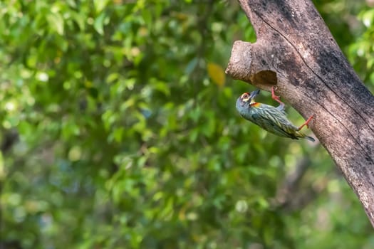 Bird (Coppersmith barbet, Crimson-breasted barbet, Coppersmith, Megalaima haemacephala) yellow, green and red color perched at hollow tree trunk in a nature wild