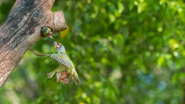 Bird (Coppersmith barbet, Crimson-breasted barbet, Coppersmith, Megalaima haemacephala) yellow, green and red color flying for feeding to baby bird at hollow tree trunk in a nature wild