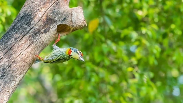 Bird (Coppersmith barbet, Crimson-breasted barbet, Coppersmith, Megalaima haemacephala) yellow, green and red color perched at hollow tree trunk in a nature wild