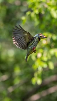 Bird (Coppersmith barbet, Crimson-breasted barbet, Coppersmith, Megalaima haemacephala) yellow, green and red color flying for feeding to baby bird at hollow tree trunk in a nature wild