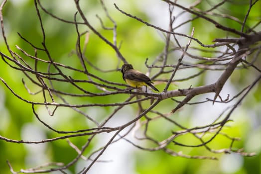 Bird (Olive-backed sunbird; Yellow-bellied sunbird) male yellow color perched on a tree in the garden