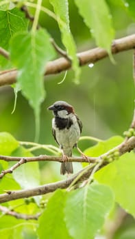 Bird (House Sparrow, Passer domesticus) males brighter black, white, and brown markings color perched on a tree in a nature wild