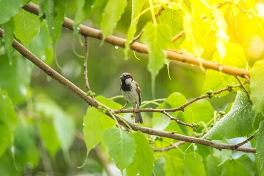 Bird (House Sparrow, Passer domesticus) males brighter black, white, and brown markings color perched on a tree in a nature wild