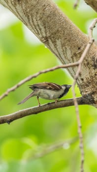 Bird (House Sparrow, Passer domesticus) males brighter black, white, and brown markings color perched on a tree in a nature wild