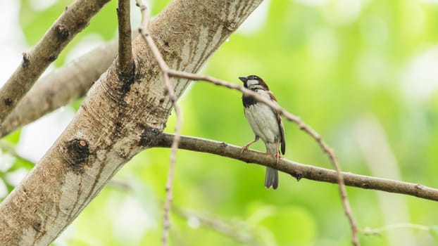 Bird (House Sparrow, Passer domesticus) males brighter black, white, and brown markings color perched on a tree in a nature wild