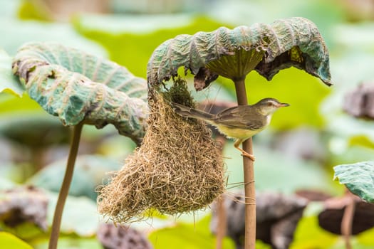 Bird (Plain Prinia, White-browed Prinia, Plain Wren-Warbler, Brown Wren-Warbler) brown color build and perched at bird nest on a tree in a nature wild
