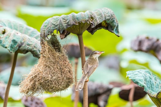 Bird (Plain Prinia, White-browed Prinia, Plain Wren-Warbler, Brown Wren-Warbler) brown color build and perched in bird nest on a tree in the nature wild