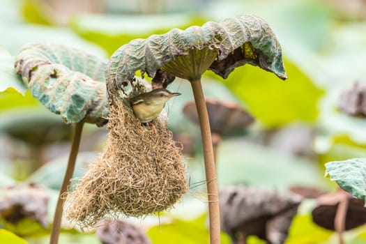 Bird (Plain Prinia, White-browed Prinia, Plain Wren-Warbler, Brown Wren-Warbler) brown color build and perched in bird nest on a tree in the nature wild
