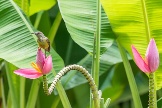 Bird (Brown-throated sunbird, Plain-throated sunbird) female yellow color perched on banana tree and eating nectar from pollen of banana flower in the nature wild