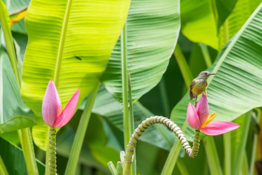 Bird (Brown-throated sunbird, Plain-throated sunbird) female yellow color perched on banana tree and eating nectar from pollen of banana flower in the nature wild