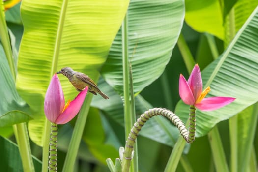 Bird (Brown-throated sunbird, Plain-throated sunbird) female yellow color perched on banana tree and eating nectar from pollen of banana flower in the nature wild