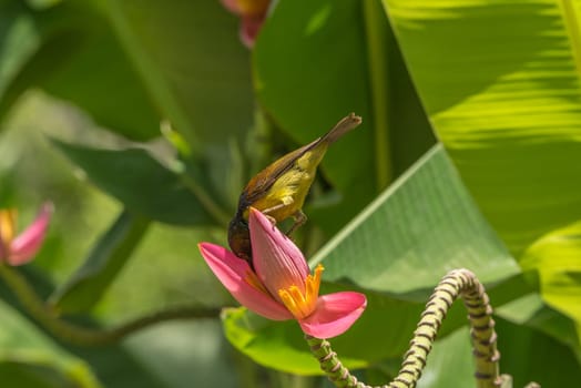 Bird (Brown-throated sunbird, Plain-throated sunbird) male yellow color perched on banana tree and eating nectar from pollen of banana flower in the nature