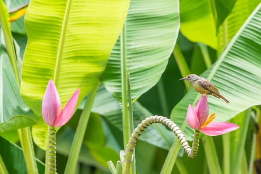 Bird (Brown-throated sunbird, Plain-throated sunbird) female yellow color perched on banana tree and eating nectar from pollen of banana flower in the nature wild