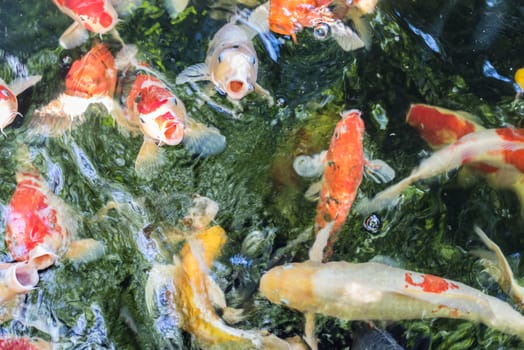 Carp fish or Fancy carp Japanese Koi or Koi fish called is a beautiful aquatic animal or aquatic pet in asia and Japanese