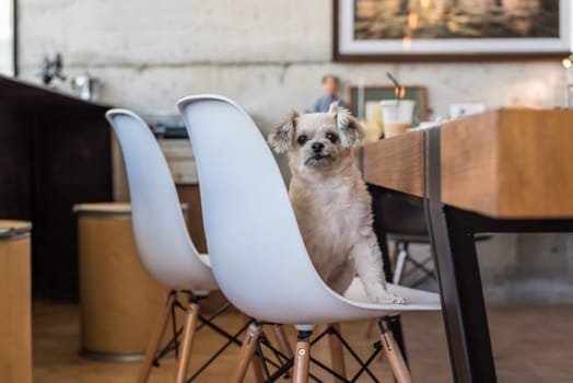Dog so cute mixed breed with Shih-Tzu, Pomeranian and Poodle sitting on chair and looking at something with interest in cafe coffee shop or bakery ice-cream restaurant