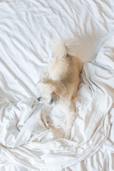 Dog so cute mixed breed with Shih-Tzu, Pomeranian and Poodle sitting or sleep lies on bed with white veil and looking at something with interest on bed in bedroom at home or hotel