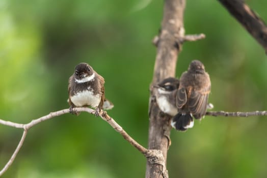 Two birds (Malaysian Pied Fantail, Rhipidura javanica) black and white color are couple, friends or brethren perched on a tree in a nature wild