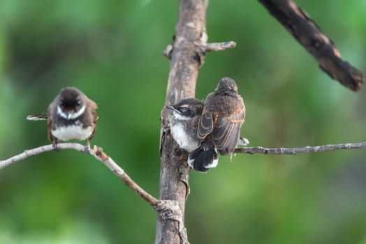 Two birds (Malaysian Pied Fantail, Rhipidura javanica) black and white color are couple, friends or brethren perched on a tree in a nature wild