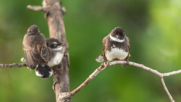 Two birds (Malaysian Pied Fantail, Rhipidura javanica) black and white color are couple, friends or brethren perched on a tree in a nature wild