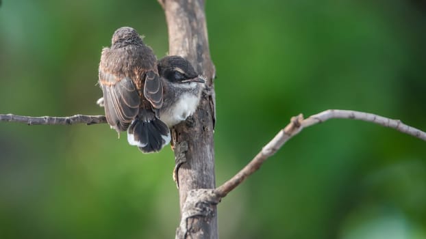 Two birds (Malaysian Pied Fantail, Rhipidura javanica) black and white color are couple, friends or brethren perched on a tree in a nature wild