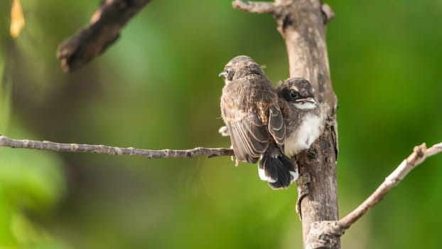 Two birds (Malaysian Pied Fantail, Rhipidura javanica) black and white color are couple, friends or brethren perched on a tree in a nature wild