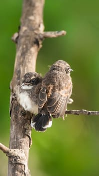 Two birds (Malaysian Pied Fantail, Rhipidura javanica) black and white color are couple, friends or brethren perched on a tree in a nature wild