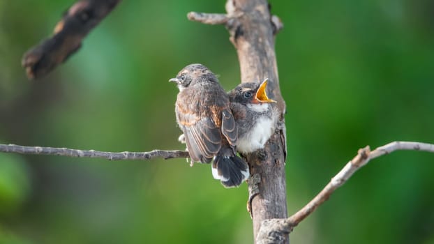 Two birds (Malaysian Pied Fantail, Rhipidura javanica) black and white color are couple, friends or brethren perched on a tree in a nature wild
