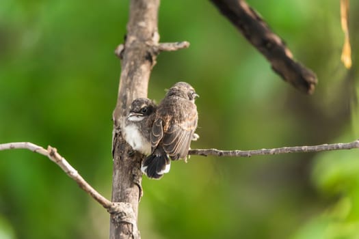 Two birds (Malaysian Pied Fantail, Rhipidura javanica) black and white color are couple, friends or brethren perched on a tree in a nature wild