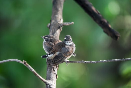 Two birds (Pied Fantail Flycatcher, Rhipidura javanica) black color in a nature wild are couple, friends or brethren