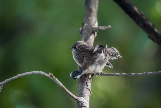 Two birds (Pied Fantail Flycatcher, Rhipidura javanica) black color in a nature wild are couple, friends or brethren
